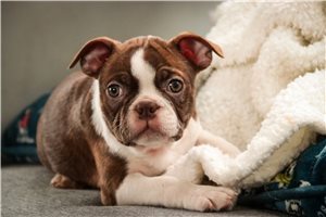 Valor - puppy for sale