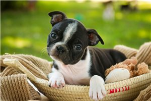 Link - puppy for sale