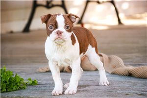 Kinsley - Boston Terrier for sale