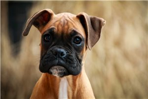 Brynlee - Boxer for sale