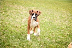 Zeke - Boxer for sale