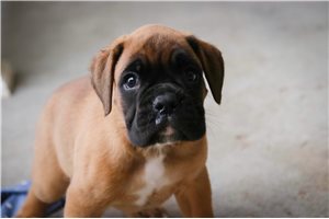 Clifford - puppy for sale
