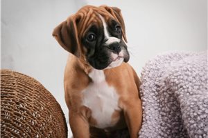 Callie - Boxer for sale