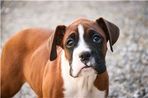 Zeke - Boxer for sale
