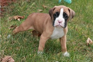 Zayvion - puppy for sale