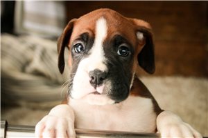 Zeke - Boxer for sale