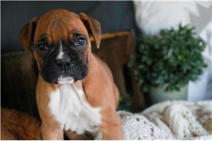 Lacey - Boxer for sale