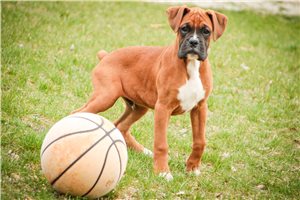 Zoltan - Boxer for sale
