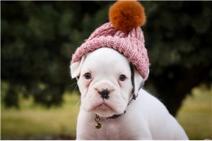 Clarissa - puppy for sale