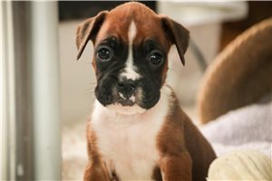 Zahara - puppy for sale