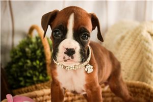 Zuri - Boxer for sale