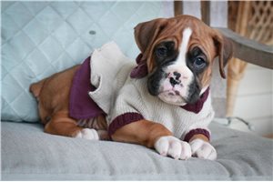 Zena - puppy for sale