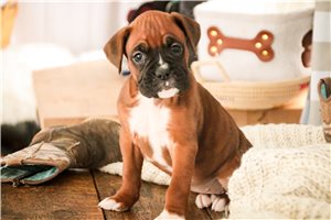Zoey - puppy for sale
