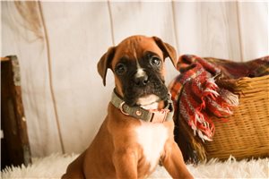 Zoltan - Boxer for sale