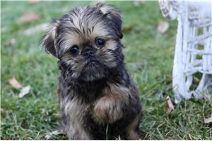 Paisley - Brussels Griffon for sale