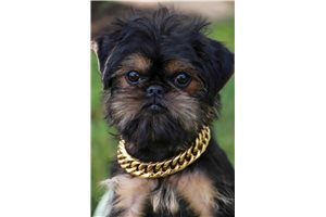 Pluto - Brussels Griffon for sale