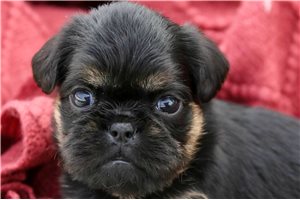 Justine - Brussels Griffon for sale