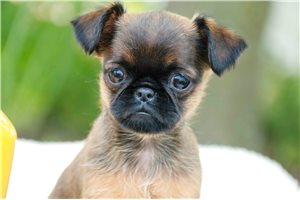 Lucille - Brussels Griffon for sale