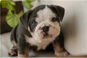 Conway - Bulldog for sale