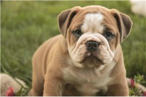 Cassie - Bulldog for sale
