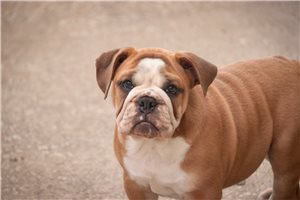 Cassie - Bulldog for sale