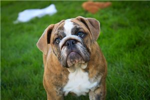Cricket - Bulldog for sale