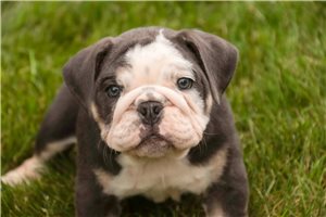 Conway - Bulldog for sale