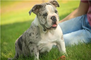 Edith - Bulldog for sale