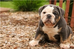 Callum - Bulldog for sale