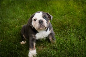 Callum - Bulldog for sale