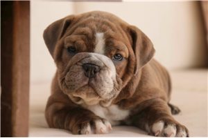 Clara - Bulldog for sale