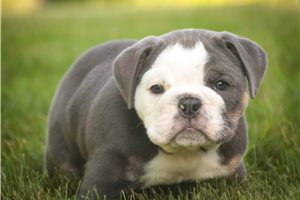 Callum - Bulldog for sale