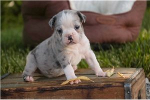 Edith - Bulldog for sale