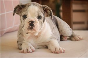 Edith - Bulldog for sale