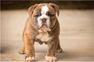 Cricket - Bulldog for sale