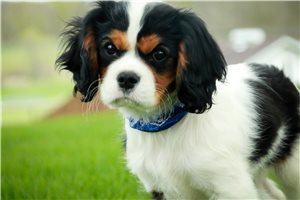 Shane - puppy for sale
