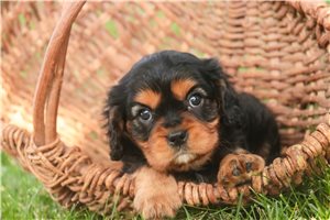 Vander - puppy for sale