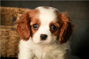 Frankie - Cavalier King Charles Spaniel for sale