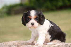 Silas - puppy for sale