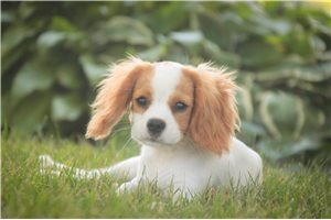 Roland - Cavalier King Charles Spaniel for sale