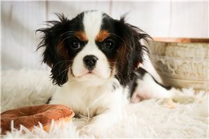 Nathan - Cavalier King Charles Spaniel for sale