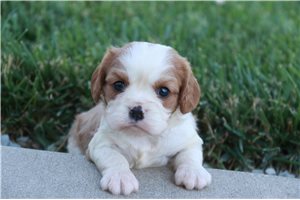 Cadet - puppy for sale