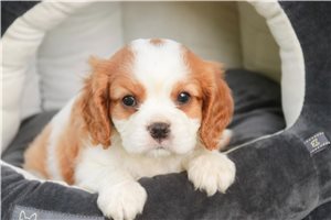 Vick - puppy for sale
