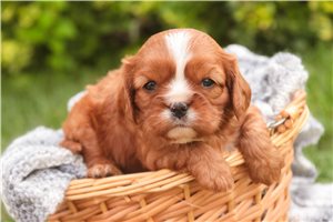 Pheobe - puppy for sale
