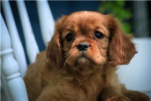 Tessa - puppy for sale