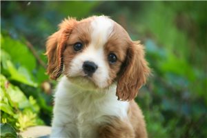 Keegan - Cavalier King Charles Spaniel for sale
