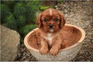 Kermit - puppy for sale