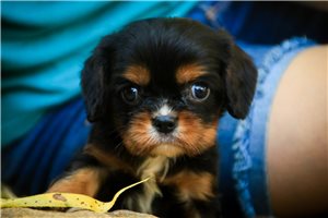 Shane - Cavalier King Charles Spaniel for sale
