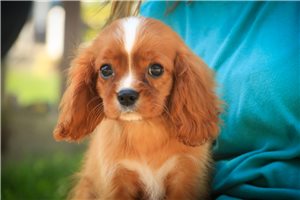 Penn - Cavalier King Charles Spaniel for sale