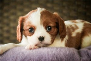 Addison - Cavalier King Charles Spaniel for sale